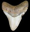 Megalodon Tooth - North Carolina #59074-1